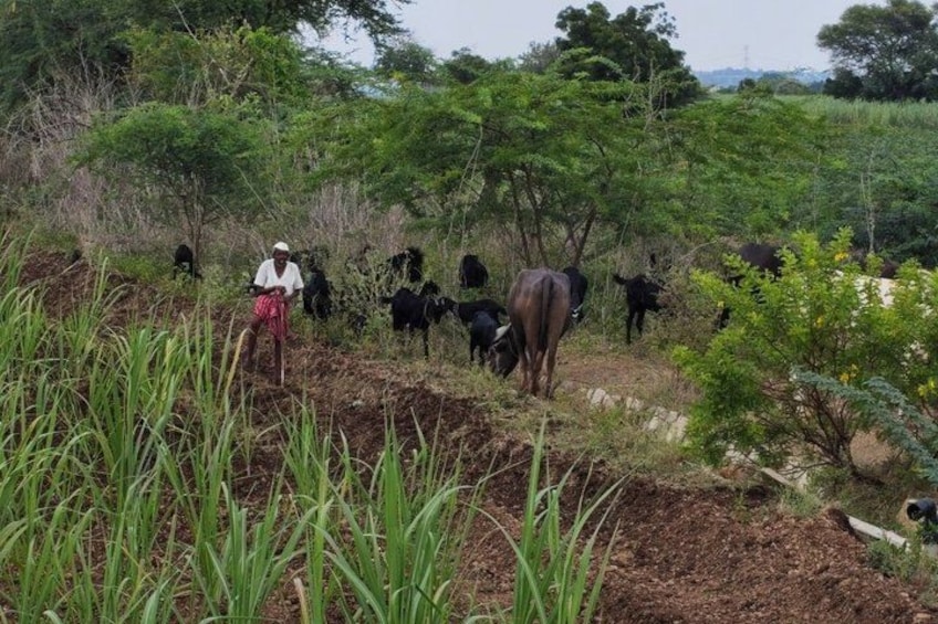A person standing in a field with cattle grazing in the background. 4