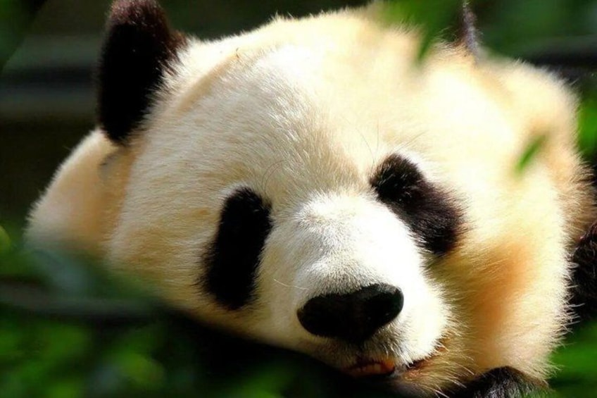 En panda som vilar med huvudet nedåt. 4