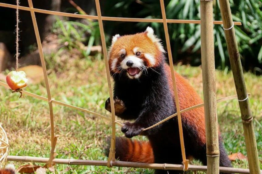 En röd panda i en inhägnad med bambu, där ett äpple hänger ned. 2