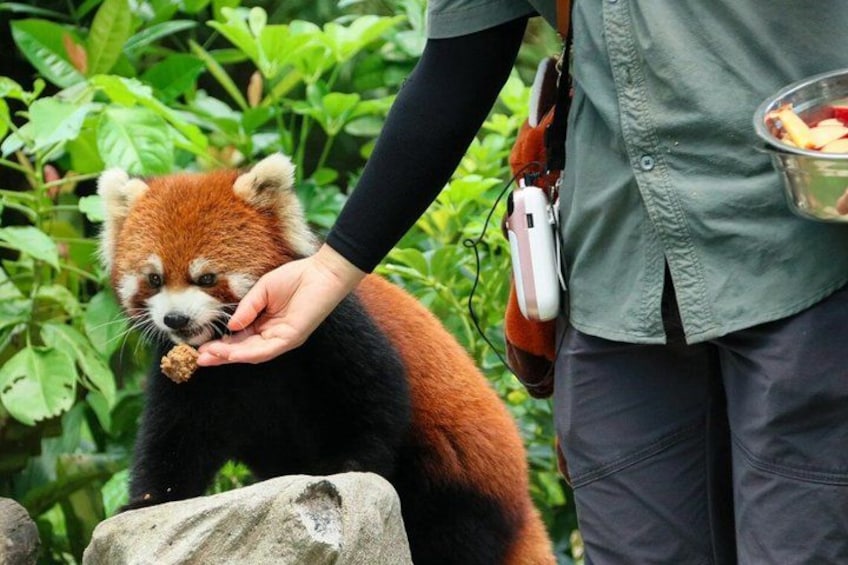 En person som matar en röd panda. 5