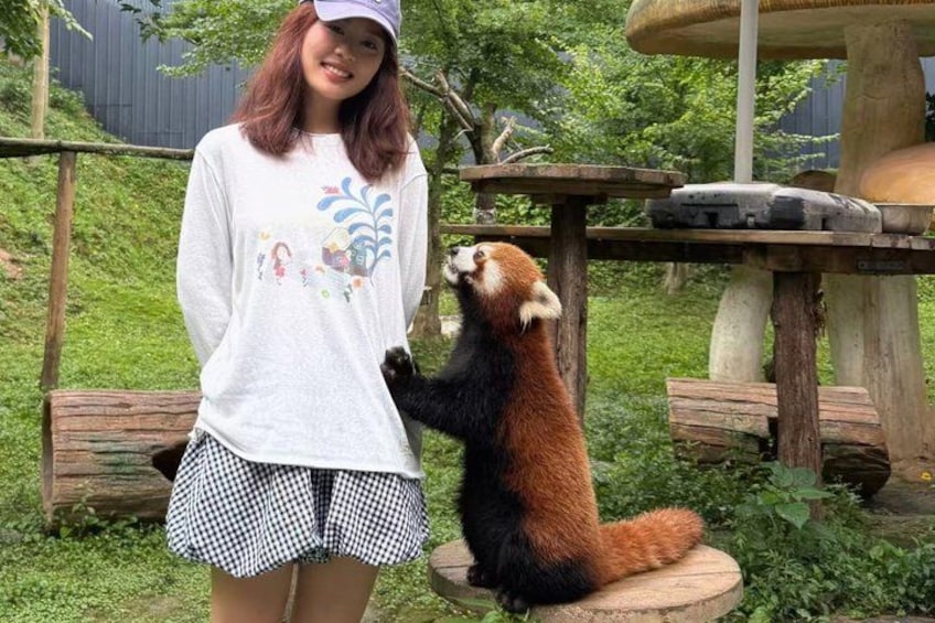 En person som står bredvid en röd panda på en träplattform, med ett träd i bakgrunden. 1