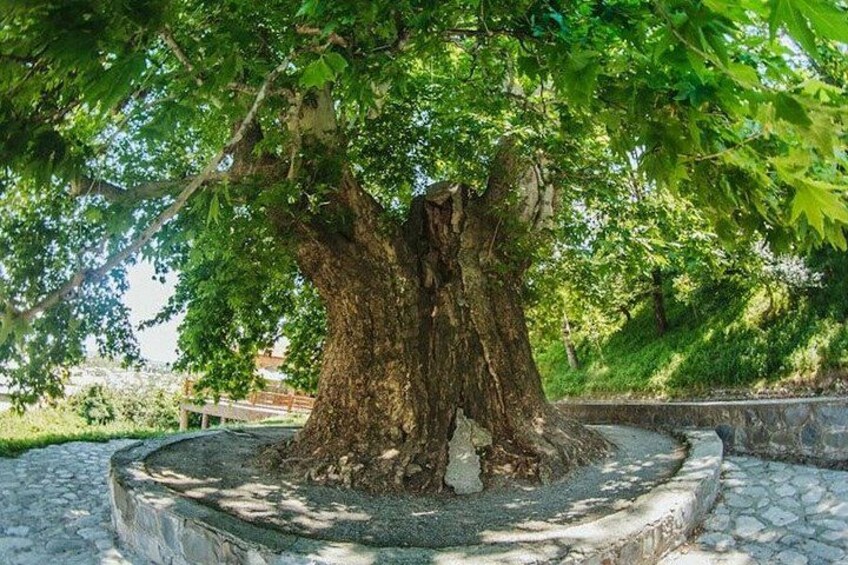 A large tree with a thick trunk and dense foliage, surrounded by a stone border. 2