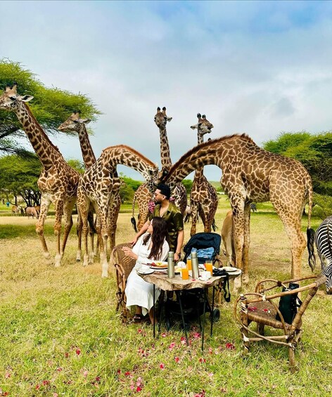 Un groupe de girafes dans un champ herbeux, avec une table de pique-nique et des personnes. 3