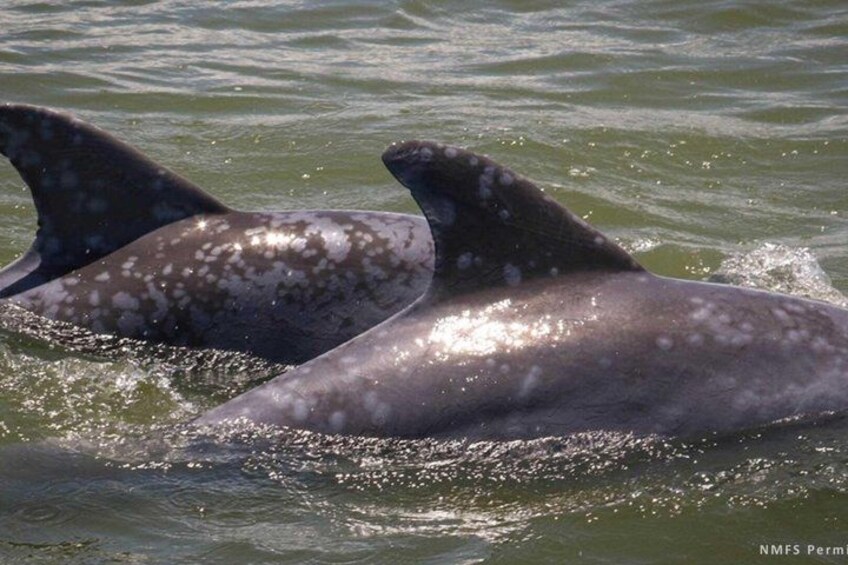 Two dolphins swimming in water. 1