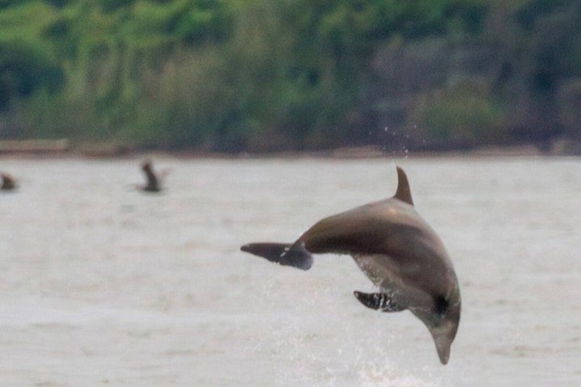 A dolphin leaping out of the water. 3