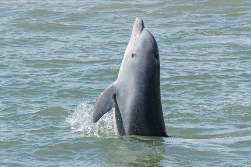 A dolphin leaping out of the water. 2