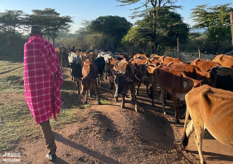 A person in a pink checkered shawl standing on a dirt path with a herd of cattle. 5
