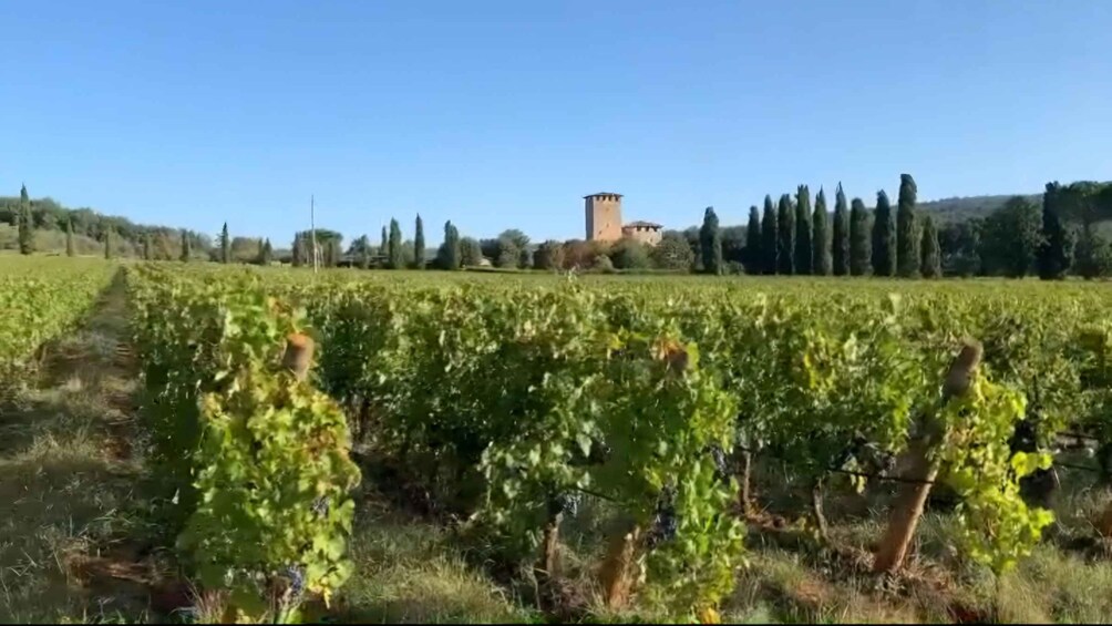 A vineyard with rows of grapevines and a tower in the background. 4