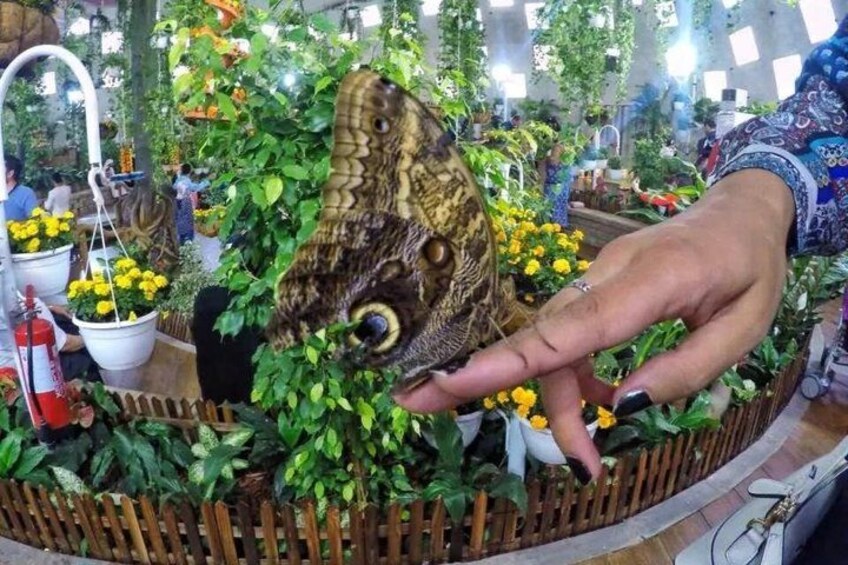 A person holding a large butterfly with intricate patterns, surrounded by lush greenery and yellow flowers. 3