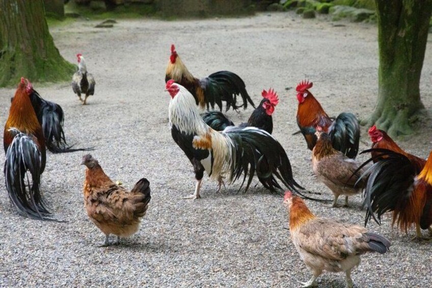 A group of chickens and roosters on a gravel path surrounded by trees. 4