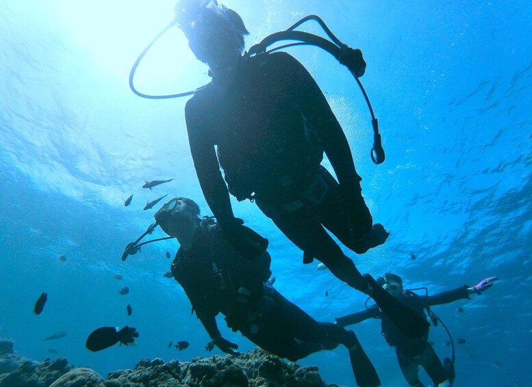 Dos buzos submarinos con una vista clara del lecho marino y la vida marina. 2