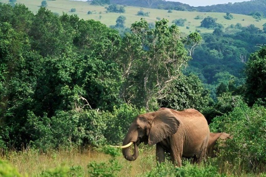 An elephant in a grassy field with trees in the background. 1
