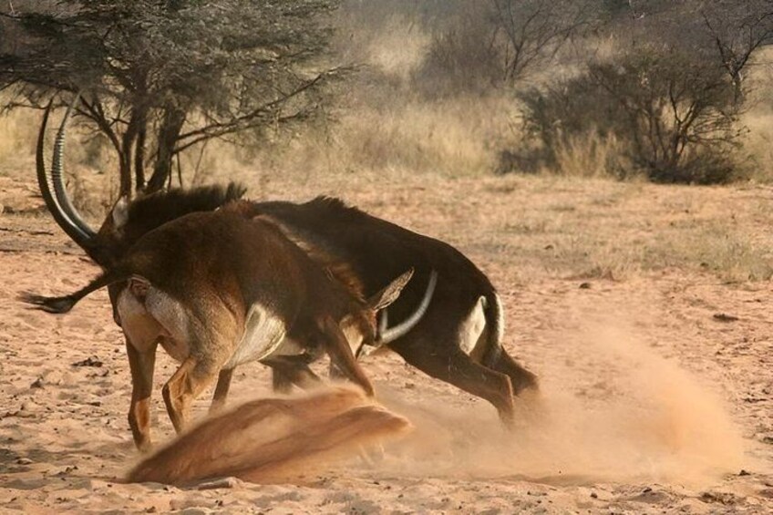 A kudu antelope in a dry, open landscape with sparse trees. 2