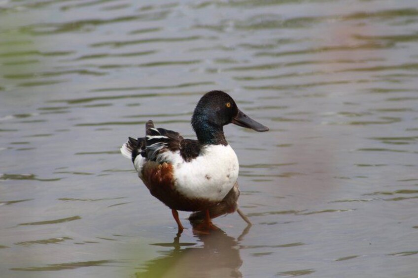 Guided Bird watching Experience at Crown Hill 4