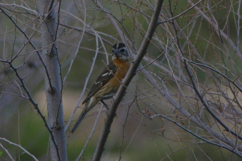 Guided Bird watching Experience at Crown Hill 5