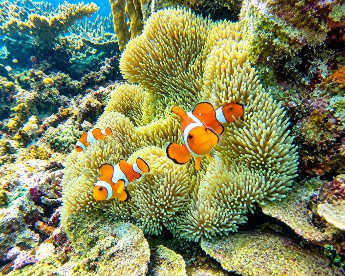 Peces payaso entre anémonas en un arrecife de coral. 2