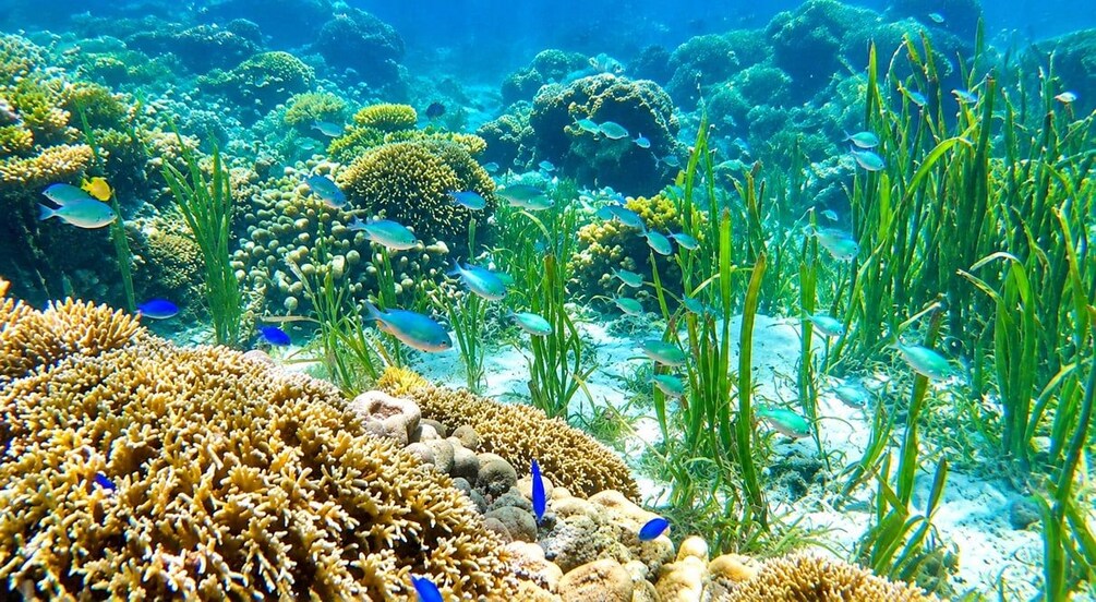 Un arrecife de coral submarino con diversas especies de peces y plantas marinas. 3