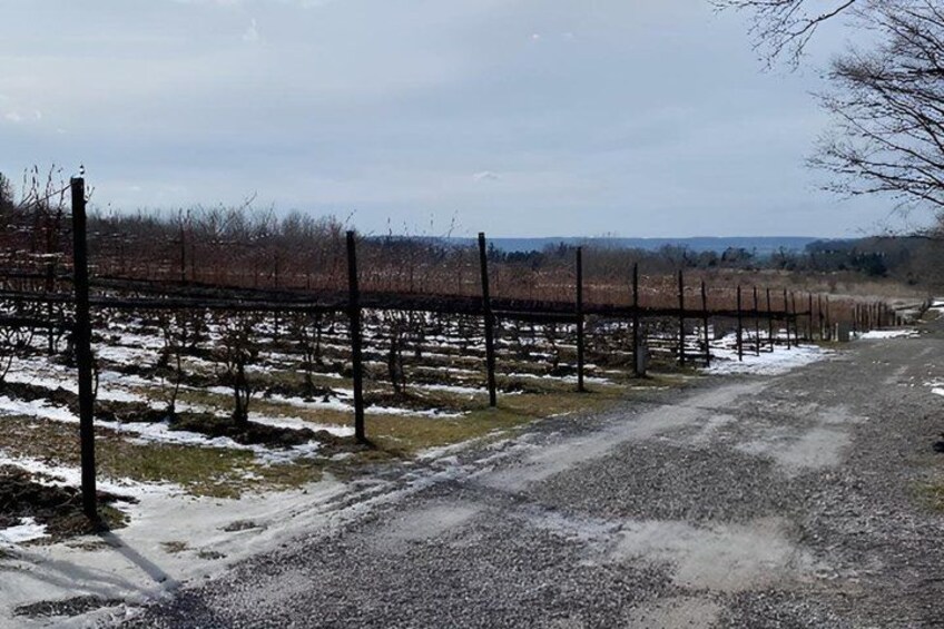 A vineyard with rows of grapevines and a gravel path. 3