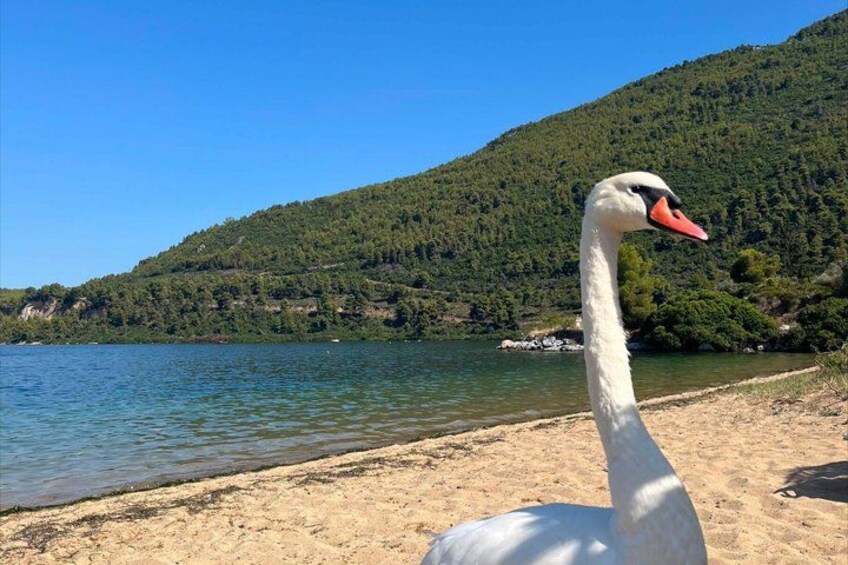 A swan on a sandy beach with a lake and a forested hill in the background. 3