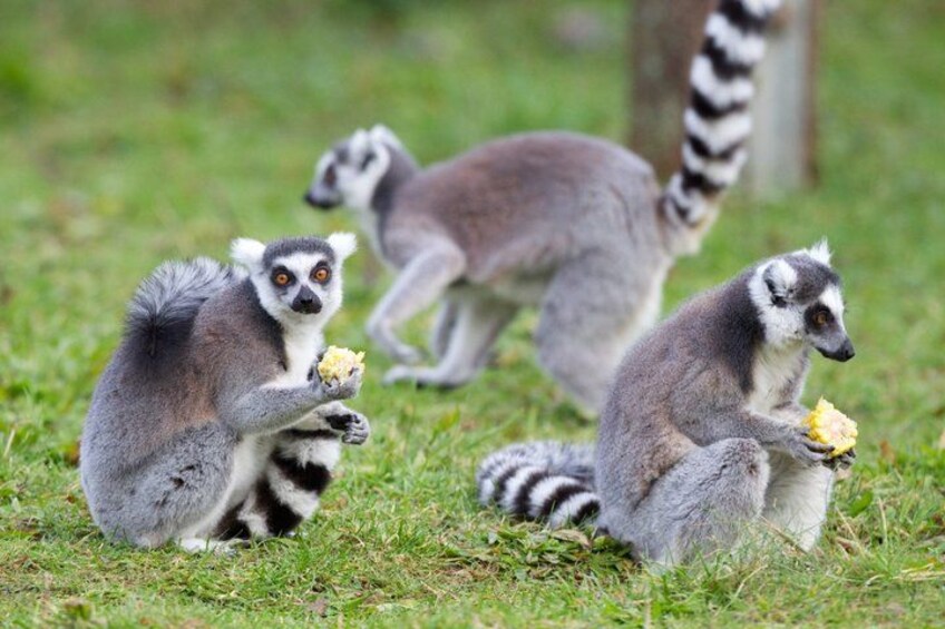 Four lemurs eating on grass. 2