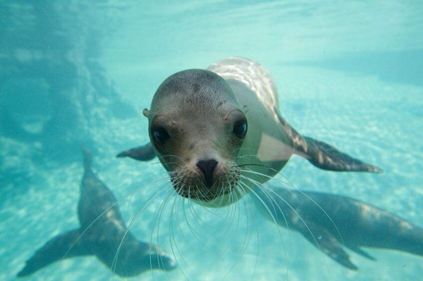 A seal swimming underwater. 5