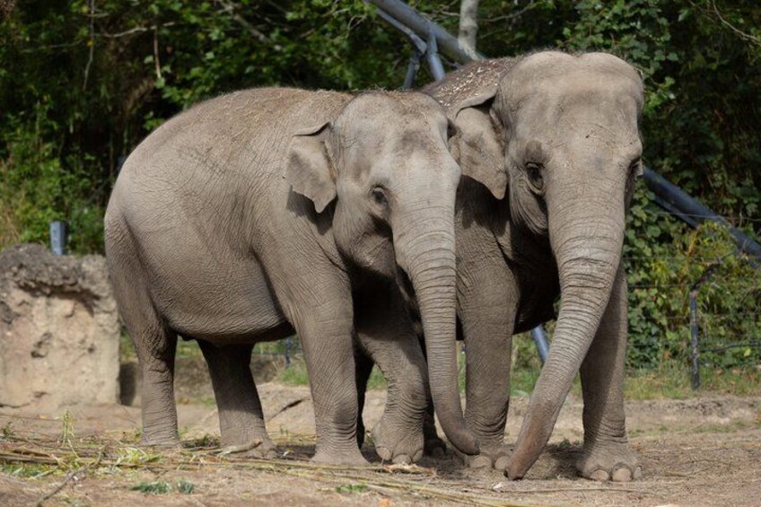 Two elephants standing close together in a natural setting with trees and a dirt ground. 4