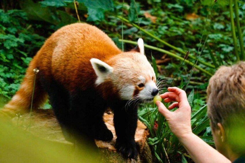 A red panda on a rock with greenery in the background. 1