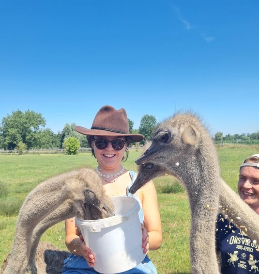A person holding a bucket with two ostriches. 2