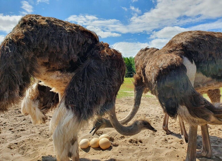 Two ostriches with their heads close together, surrounded by sand and eggs. 1