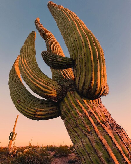 A large saguaro cactus with multiple arms, a clear sky, and a desert landscape. 2