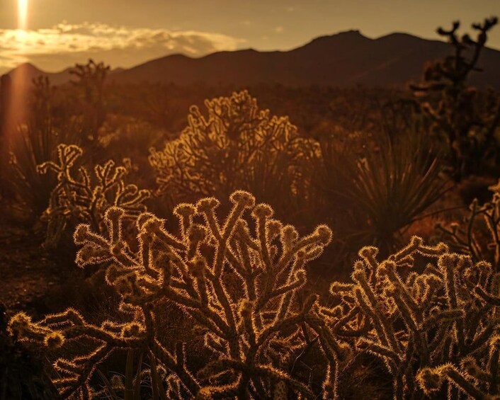 A desert landscape with cacti and mountains in the background. 1