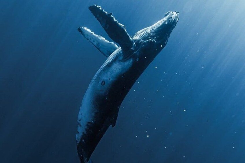 A large whale breaching the ocean surface. 3