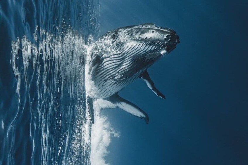 A large whale breaching the ocean surface. 2
