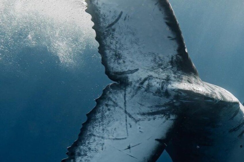 A large whale's dorsal fin above the water. 1