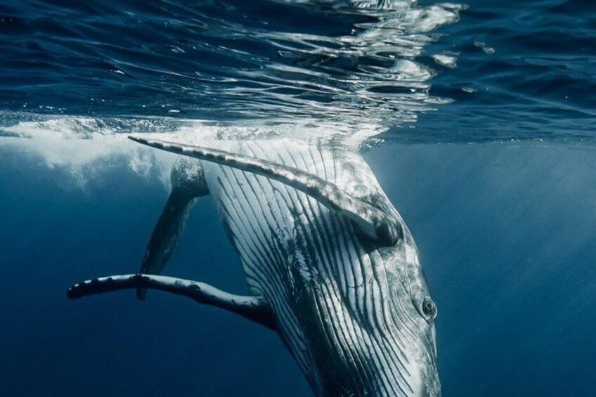 A whale breaching with its tail above the water surface. 5