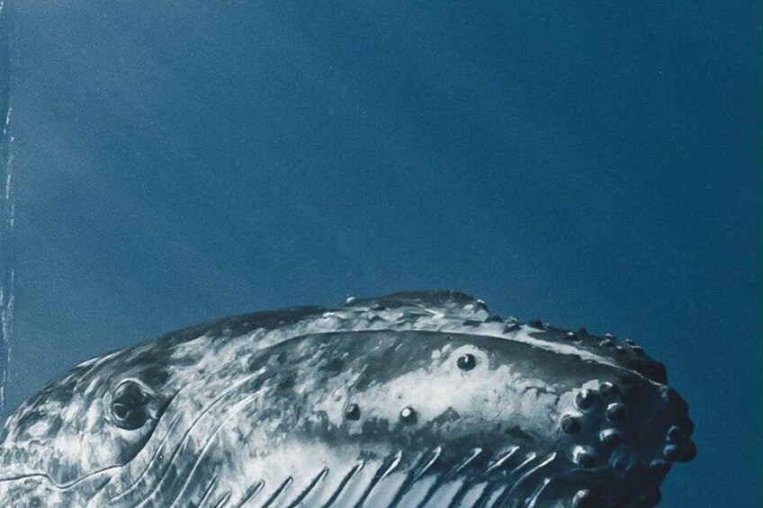 A large whale with visible barnacles and a dark background. 4