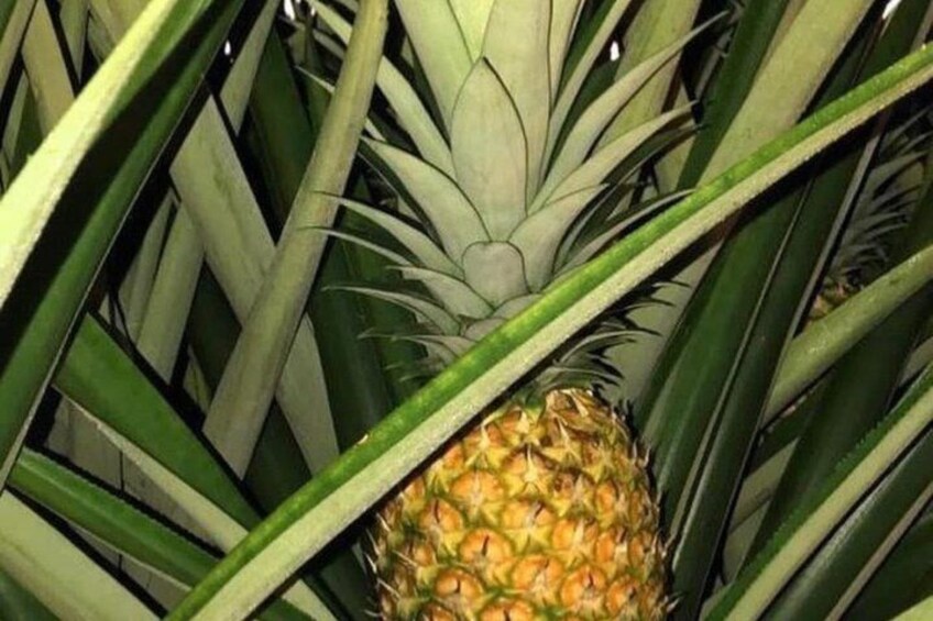 A pineapple surrounded by green leaves. 3