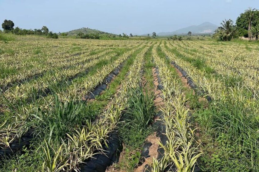 A field of crops with irrigation lines. 4