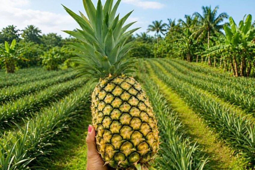 A pineapple held in a hand with a pineapple plantation in the background. 1