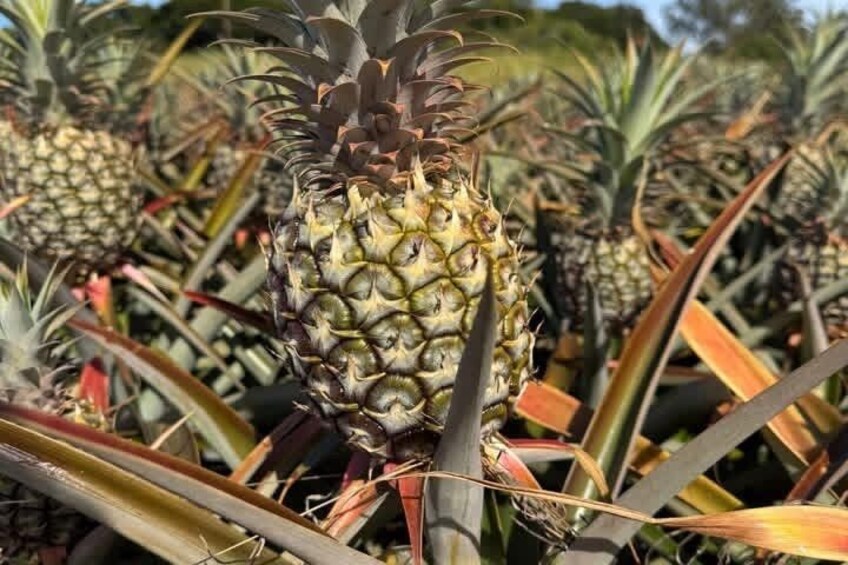 A pineapple plant with a large, ripe pineapple in the foreground. 2