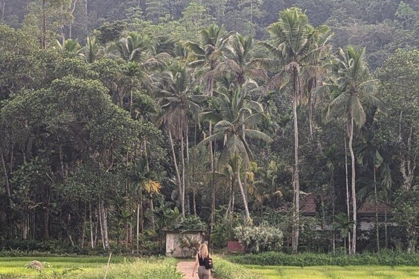 A rural landscape with tall palm trees, a person walking on a path, and a small structure in the distance. 5