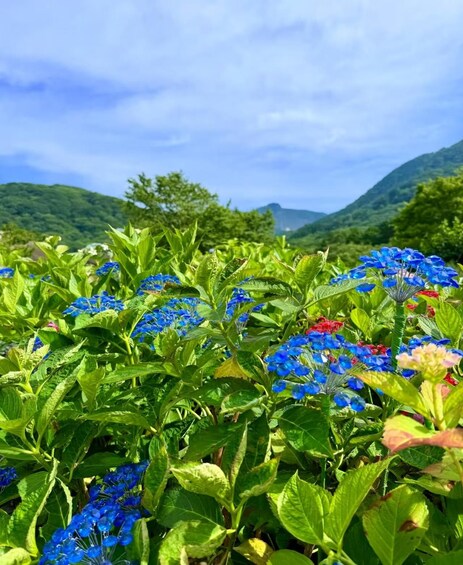 A field of blue flowers with green foliage and a mountainous landscape in the background. 4