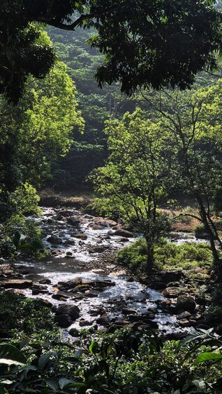 Picture 38 for Activity Sinharaja: Kurulugala Viewpoint Hike & Local Lunch 3