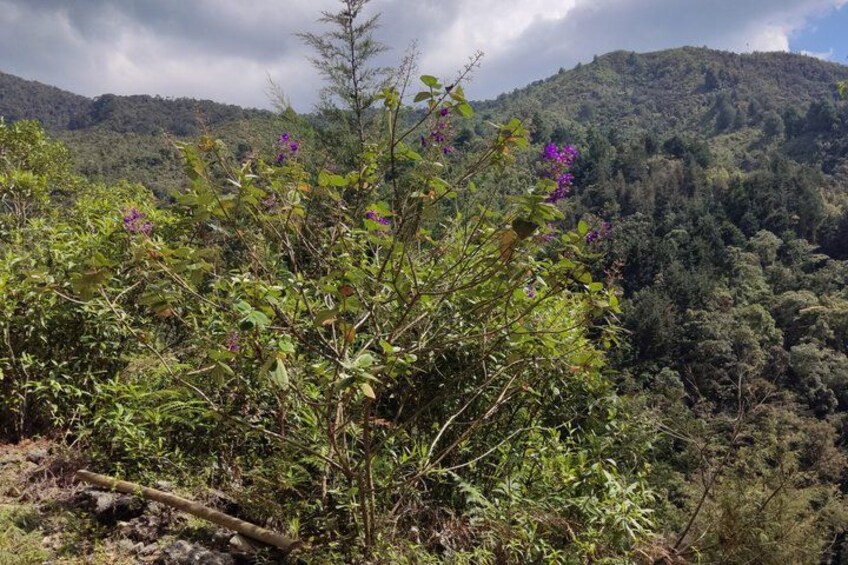 A lush green landscape with a variety of vegetation, including a prominent bush with purple flowers, set against a backdrop of a forested mountain. 4