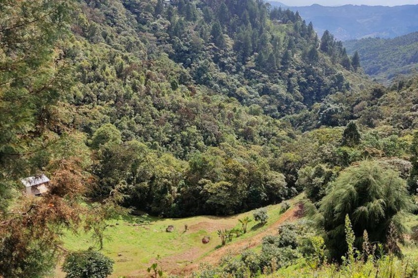 A lush green valley with dense forest, a small building, and a winding path. 3