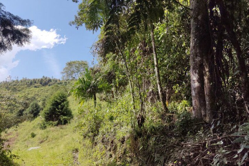 A lush green hillside with dense vegetation and tall trees. 2