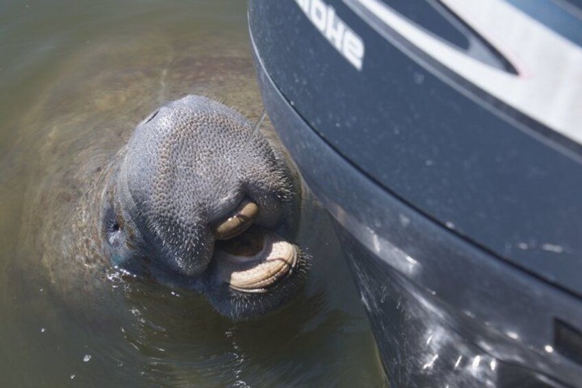 A beaver near a car. 4