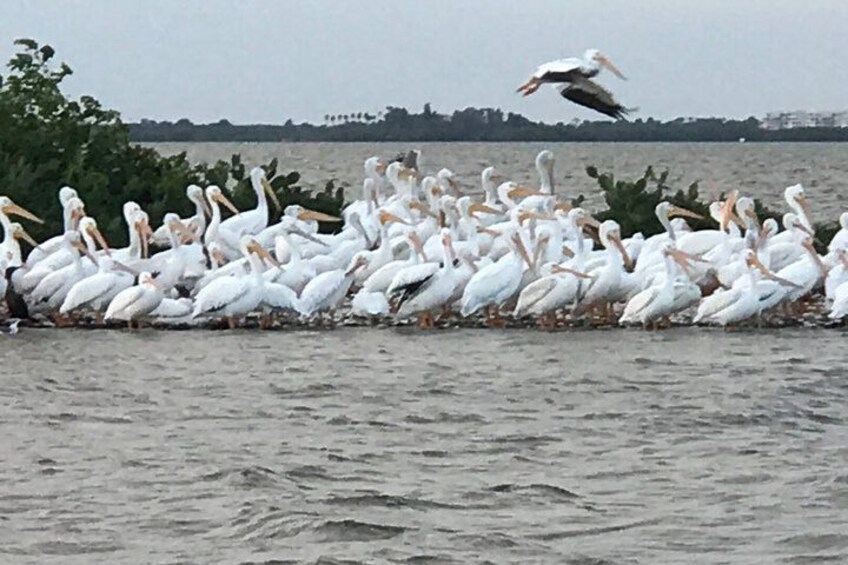 A large group of white birds, likely pelicans, gathered by the water's edge. 5