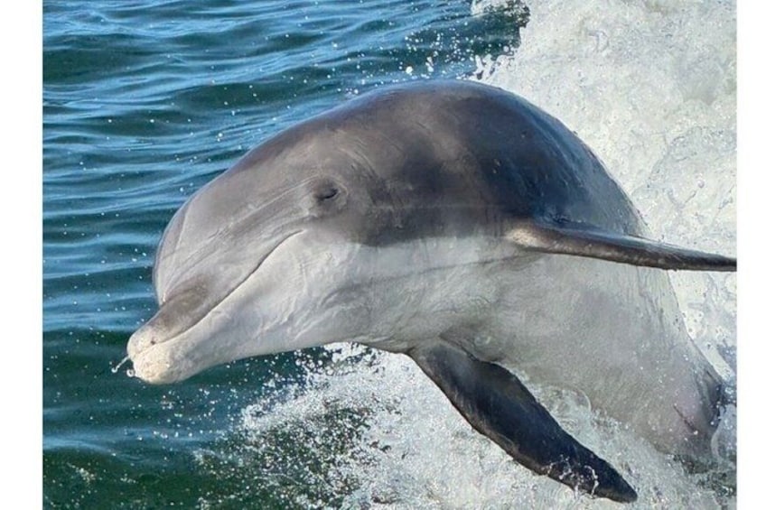 A dolphin leaping out of the water. 1