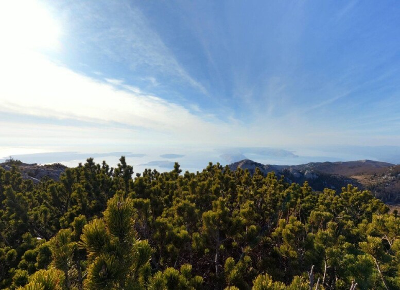 A dense forest of pine trees with a clear sky and distant mountains. 5